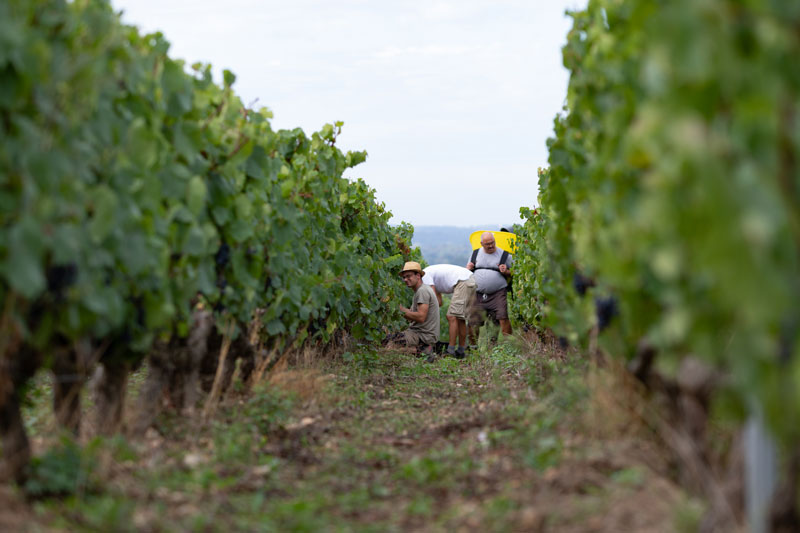 La Cave Lavalloise - Coteaux du Loir Rouge – Génération IV – Vieilles Vignes – Domaine de Cézin – 75cl - 1