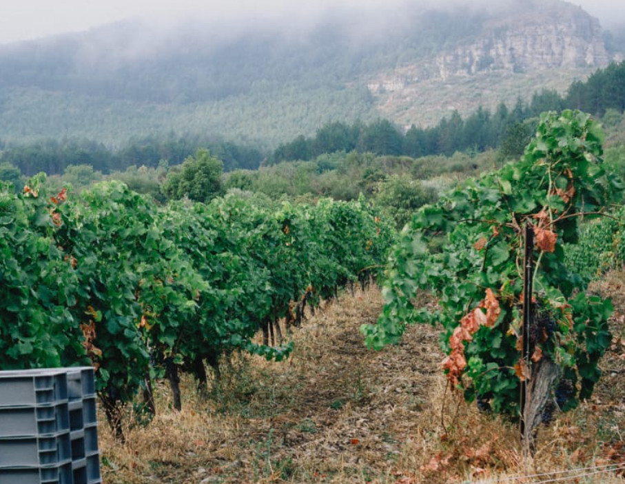 La Cave Lavalloise - Allegretto – Terrasses du Larzac – La Beaumarelle – 75cl - 1