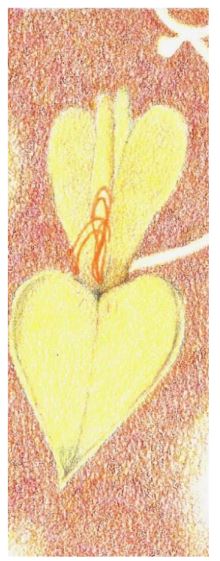 Allegretto - Terrasses du Larzac - La Beaumarelle - 75cl La Beaumarelle, Languedoc-Roussillon, Nouveautés Avril 2026, Occitanie, Vins Rouges, Vins Biologiques et Naturels, grenache, syrah, terrasses du larzac, Vin bio